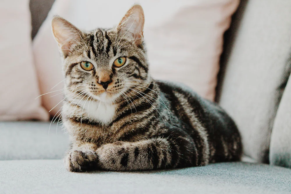 Pet Health and Wellness Tips