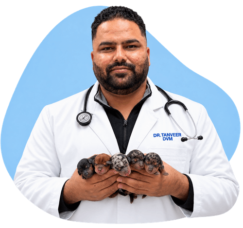 Veterinarian caring for a pet at South Fraser Veterinary Hospital