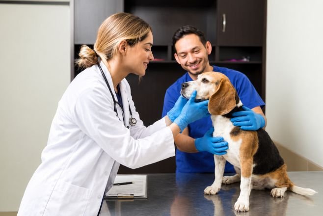 South Fraser Animal Hospital