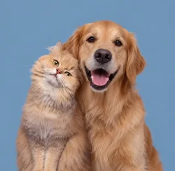 Veterinary Care